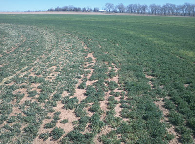 Photograph of drought/irrigation termination effects on alfalfa plant size (left: irrigation terminated, right: fully irrigated).