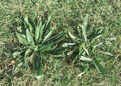 Photograph of plantain (Plantago lanceolata), a late spring/early summer perennial weed that is more difficult to control in broadleaf crops like alfalfa with post-emergence herbicides.