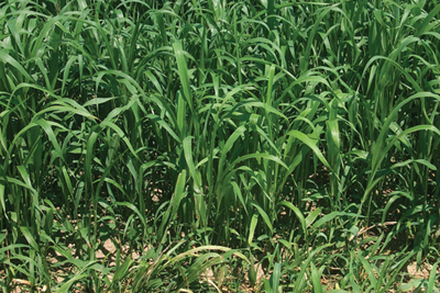 Figure 1. Sudangrass densely planted, resulting in small stems and a high proportion of leaves.  