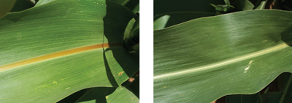 Figure 2. Midribs of brown midrib (left) and conventional (right) forage sorghum leaves. 
