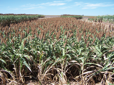 Figure 3. Brachytic dwarf sorghum near maturity (foreground). Notice short height compared to conventional forage sorghum 