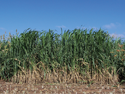 Figure 4. Photoperiod sensitive forage sorghum. Note the tall height and lack of seed head. 