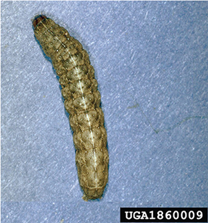 Photograph of a variegated cutworm larva.
