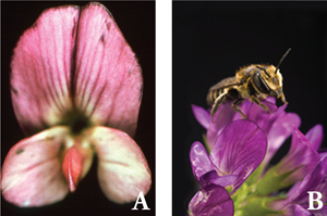 Fig. 1a: Untripped alfalfa flower (a), pollinator on alfalfa flower (b).