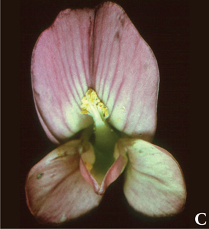 Fig. 1b: Tripped alfalfa flower (c). 