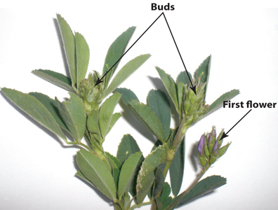 Fig. 2: The near-optimum time for alfalfa harvest, the bud to first flower stage.