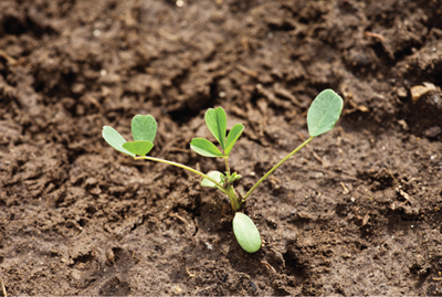 Fig 1a. Alfalfa seedlings with the third leaf ready to expand.