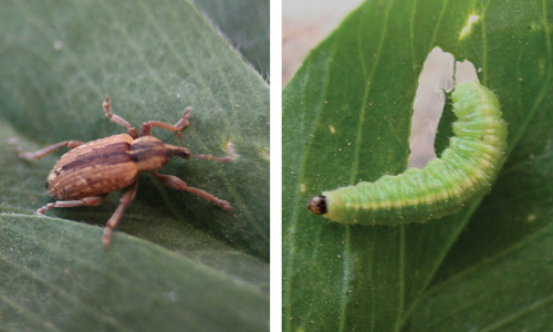 Fig. 1: Alfalfa weevil adult (left) and larva (right) with feeding damage.