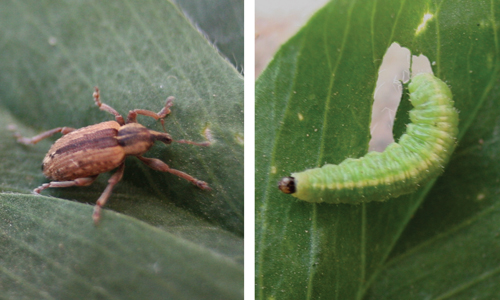 Study looks at pesticide combo for alfalfa weevil control