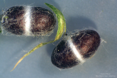 Fig. 4: Pupae of Bathyplectes curculionis.