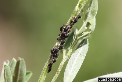 Photo of cowpea aphids