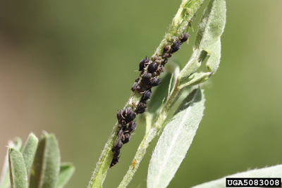 Alfalfa Weevil Control Options in New Mexico  New Mexico State University  - BE BOLD. Shape the Future.