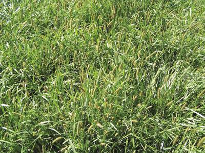 Photo of yellow foxtail (Setaria pumila) infestation in tall fescue pasture.  
