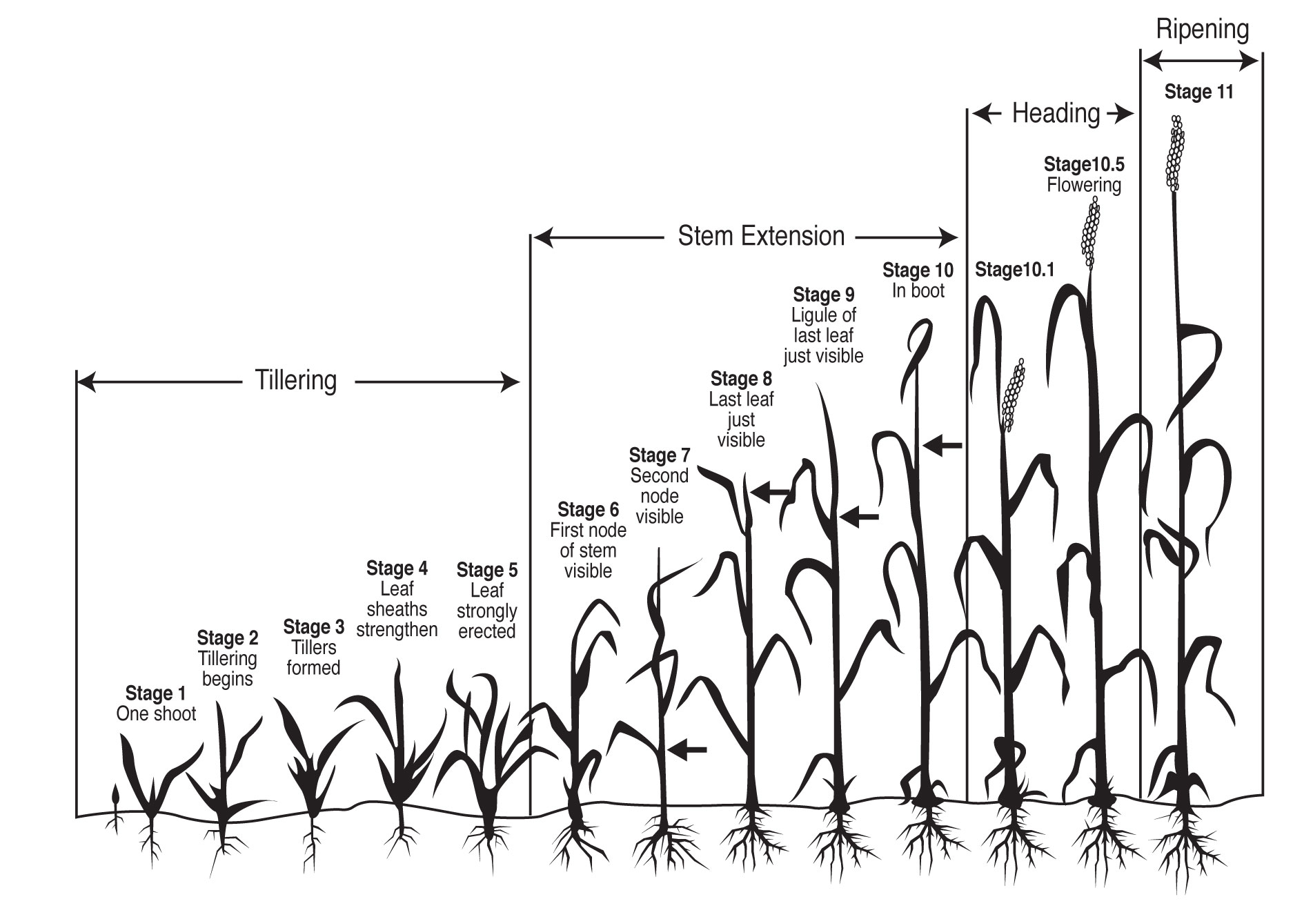 Illustration of the Feekes scale of wheat development.
