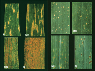 Photograph comparing relative resistances of wheat to stripe and leaf rust.