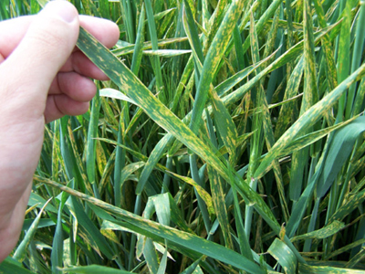 Photograph of chlorosis of leaves caused by leaf and stripe rust infection.