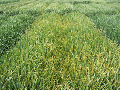 Photograph of variety of wheat susceptible to leaf and stripe rust, with noticeable severe leaf chlorosis compared to tolerant varieties in adjacent plots with little or no leaf chlorosis.