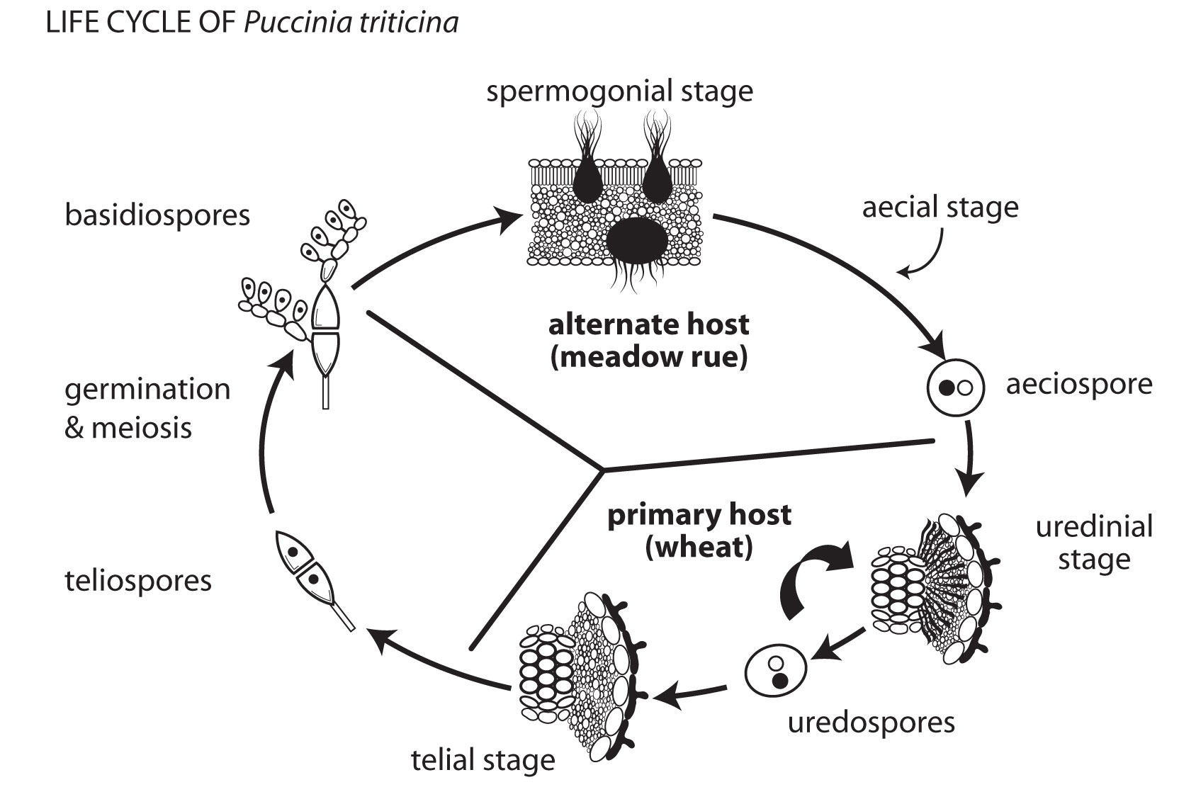 Illustration of leaf rust life cycle showing both primary and alternate hosts.