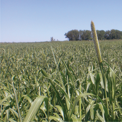 Fig 1. Pearl millet grown under dryland conditions at Tucumcari, NM.