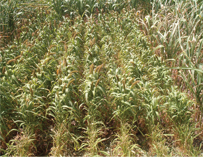 Fig 2. Foxtail millet (German Strain R) after heading at Tucumcari, NM. 