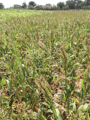 Fig 3. White proso millet at Tucumcari, NM.