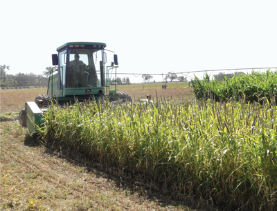 Fig 4. Pearl millet being swathed after heading for hay. Later-maturing sorghum-sudangrass present in the background.