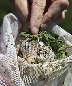 Closeup photograph of insects in an insect net.