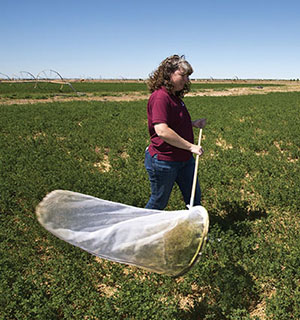 Photograph of a person using an insect net in a field.