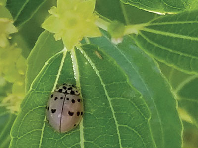 Figure 02: Photograph of an ashy gray lady beetle (Olla v-nigrum).