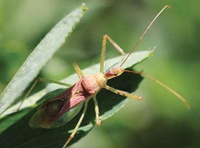 Figure 03: Photograph of an assassin bug (family Reduviidae).