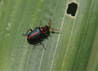 Figure 04: Photograph of a Collops sp. beetle on a sorghum leaf.