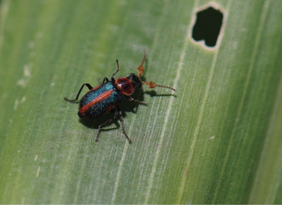 Alfalfa Weevil Control Options in New Mexico  New Mexico State University  - BE BOLD. Shape the Future.