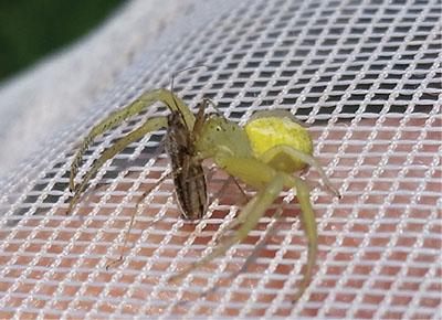 Figure 05: Photograph of a crab spider (family Thomisidae, Mecaphesa sp.) feeding on a nabid.