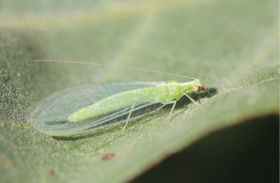 Figure 06: Photograph of an adult green lacewing (family Chrysopidae).
