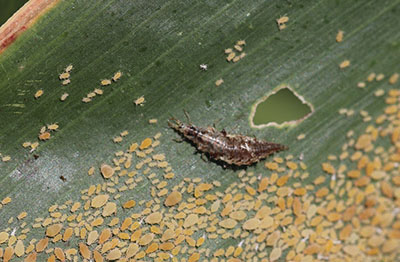 Figure 07: Photograph of a green lacewing larva feeding on sugarcane aphids.