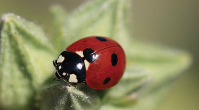 Figure 08: Photograph of an adult seven-spotted lady beetle (Coccinella septempunctata).