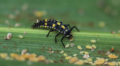 Figure 09: Photograph of a lady beetle (family Coccinellidae) larva feeding on sugarcane aphids.