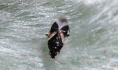Figure 10: Photograph of a minute pirate bug (Orius sp.).