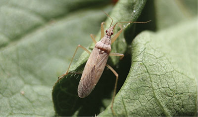 Figure 11: Photograph of a nabid (family Nabidae), also commonly called damsel bug.