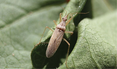 Alfalfa Weevil Control Options in New Mexico  New Mexico State University  - BE BOLD. Shape the Future.