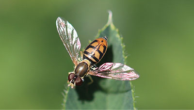 Figure 12: Photograph of an adult syrphid fly (family Syrphidae).