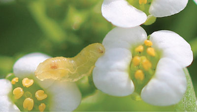 Figure 13: Photograph of a syrphid fly larva.