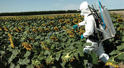 Photograph of a person in personal protective equipment spraying a field of sunflowers.