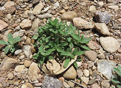 Fig. 01A: Photograph of a young burningbush (Bassia scoparia) plant.