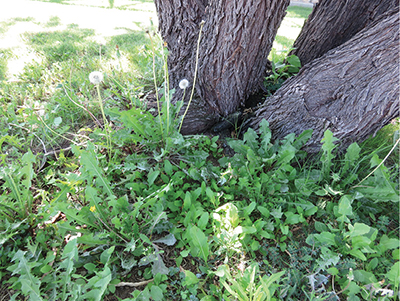 Fig. 03: Photograph of several weed species growing at the base of a tree.
