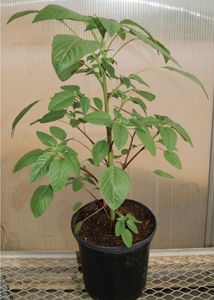 Fig. 2: Photograph showing Palmer amaranth plant shape.