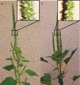 Fig. 3: Photograph of female and male Palmer amaranth flowers.