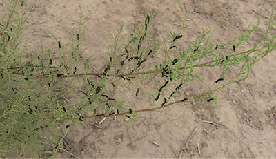 Fig. 01: Photograph of leaf-beetle larvae eating saltcedar.