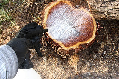 Fig. 02: Photograph of a person spraying herbicide to a cut stump.