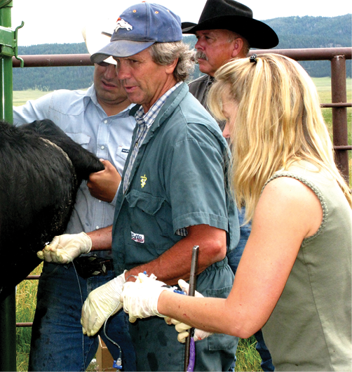 A veterinarian wearing a blue cap and work clothes is testing a bull for bovine high altitude disease, using protective gloves. Only part of the bull's body is visible, as it is cropped out of the photo. A woman in a green sleeveless shirt, also wearing gloves, is assisting the veterinarian. Two men are also present: one is holding the bull still, and the other is watching the event. The group is focused on the medical procedure.